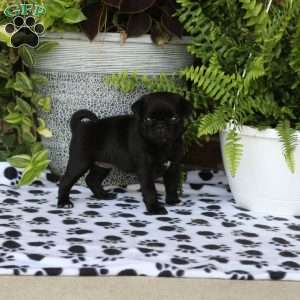 Fiona, Pug Puppy