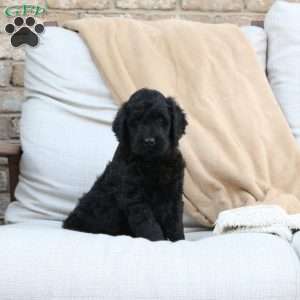 Fiona, Goldendoodle Puppy