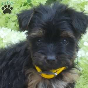 Fiona, Yorkie Puppy