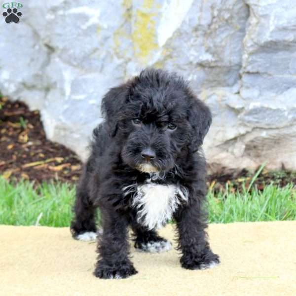 Fitz, Mini Schnoodle Puppy