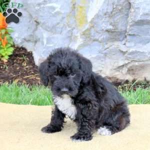 Fitz, Mini Schnoodle Puppy