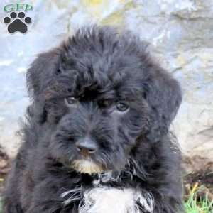 Fitz, Mini Schnoodle Puppy