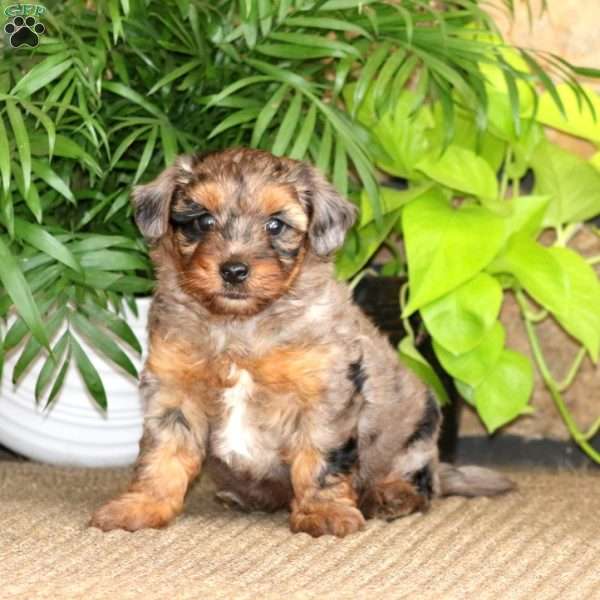 Flash, Yorkie Poo Puppy