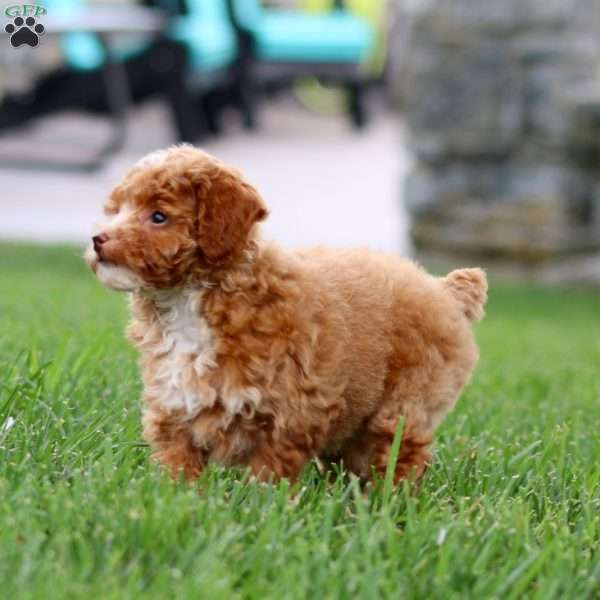 Flash, Toy Poodle Puppy