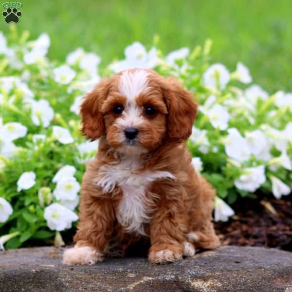 Flash, Cavapoo Puppy