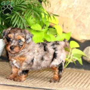 Flash, Yorkie Poo Puppy