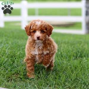 Flash, Toy Poodle Puppy