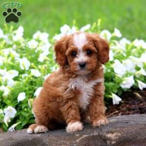 Flash, Cavapoo Puppy