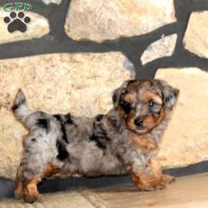 Flash, Yorkie Poo Puppy