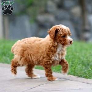 Flash, Toy Poodle Puppy