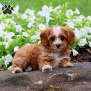 Flash, Cavapoo Puppy