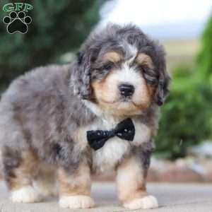 Fletcher, Mini Bernedoodle Puppy