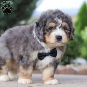 Fletcher, Mini Bernedoodle Puppy