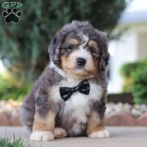 Fletcher, Mini Bernedoodle Puppy