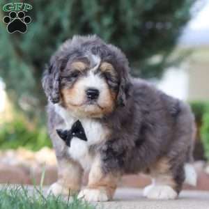 Fletcher, Mini Bernedoodle Puppy