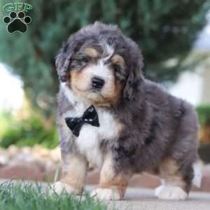 Fletcher, Mini Bernedoodle Puppy