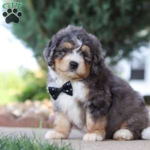 Fletcher, Mini Bernedoodle Puppy
