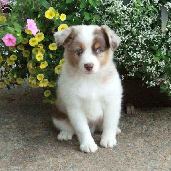 Fletcher, Miniature Australian Shepherd Puppy