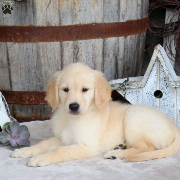 Fletcher, Golden Retriever Puppy