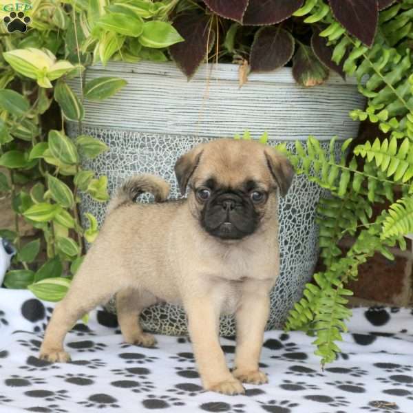 Fletcher, Pug Puppy