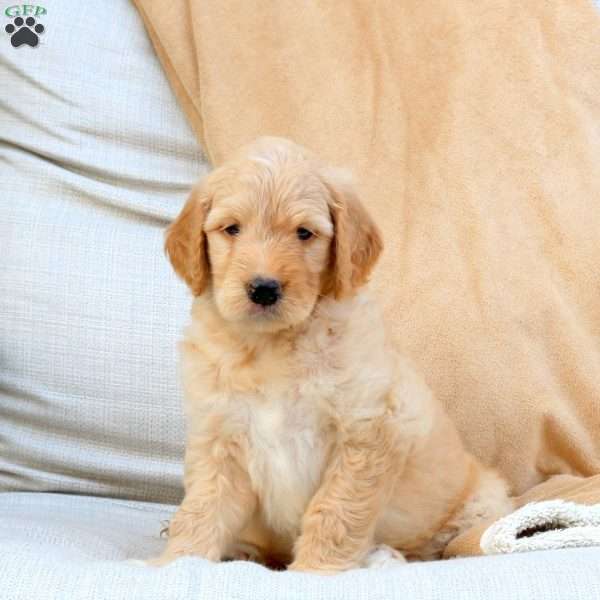 Fletcher, Goldendoodle Puppy