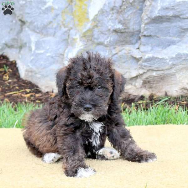 Fletcher, Mini Schnoodle Puppy