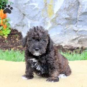 Fletcher, Mini Schnoodle Puppy