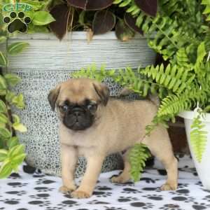 Fletcher, Pug Puppy