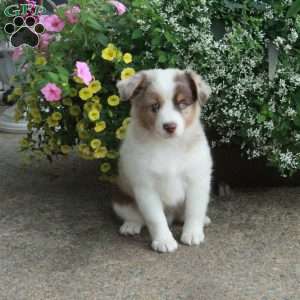 Fletcher, Miniature Australian Shepherd Puppy