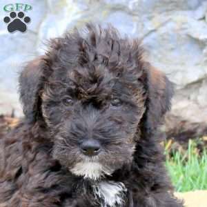 Fletcher, Mini Schnoodle Puppy