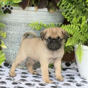 Fletcher, Pug Puppy