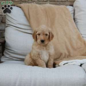 Fletcher, Goldendoodle Puppy