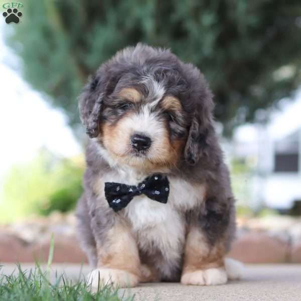 Fletcher, Mini Bernedoodle Puppy