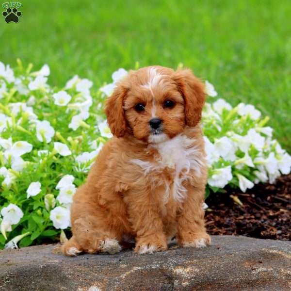 Flo, Cavapoo Puppy