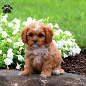 Flo, Cavapoo Puppy