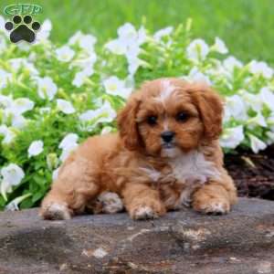 Flo, Cavapoo Puppy