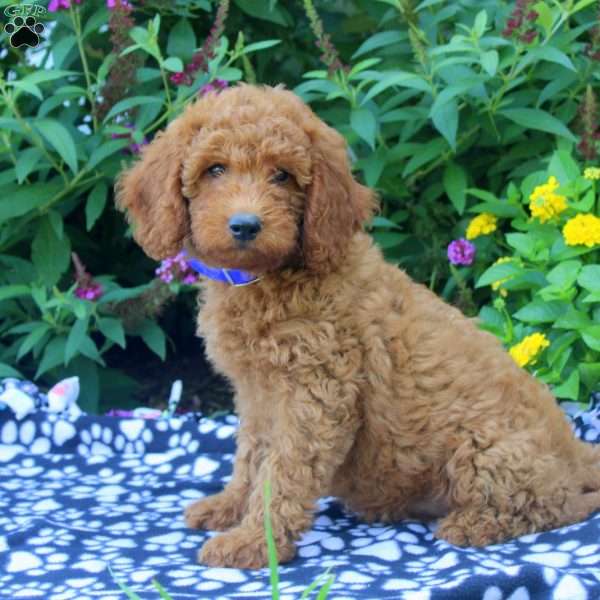 Flora, Mini Goldendoodle Puppy