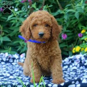 Flora, Mini Goldendoodle Puppy