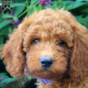 Flora, Mini Goldendoodle Puppy