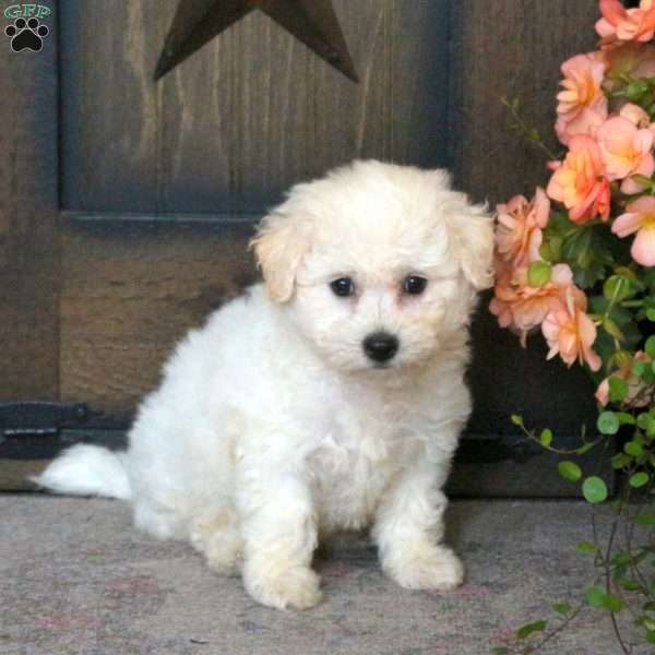 Florence, Bichon Frise Puppy