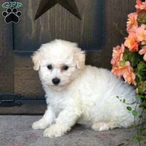 Florence, Bichon Frise Puppy