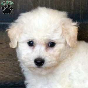 Florence, Bichon Frise Puppy