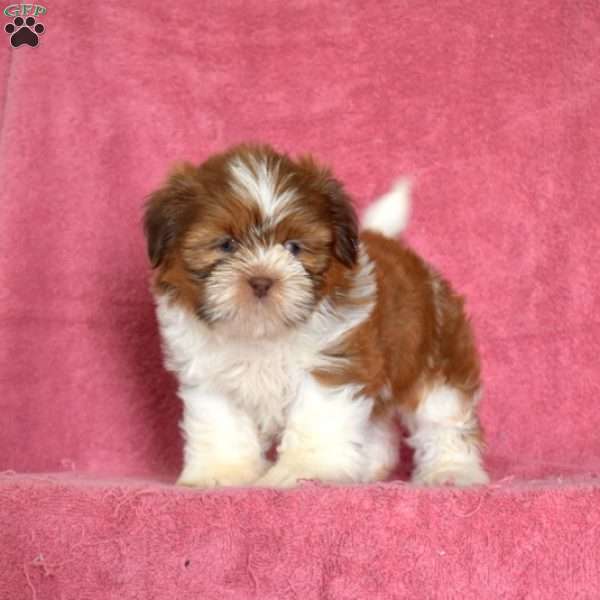 Fluffy, Shih Tzu Puppy