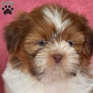 Fluffy, Shih Tzu Puppy