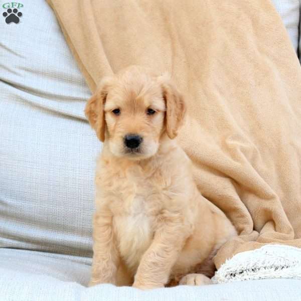 Flynn, Goldendoodle Puppy