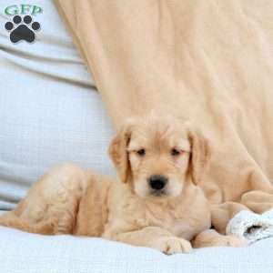 Flynn, Goldendoodle Puppy