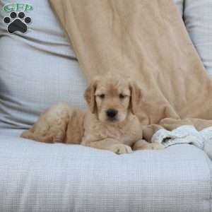 Flynn, Goldendoodle Puppy