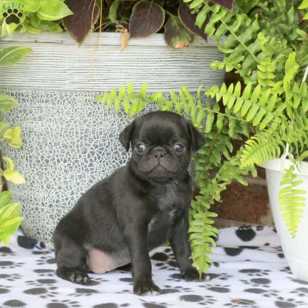 Folly, Pug Puppy
