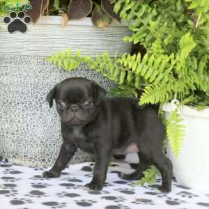 Folly, Pug Puppy
