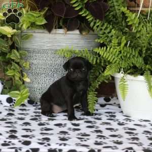 Folly, Pug Puppy